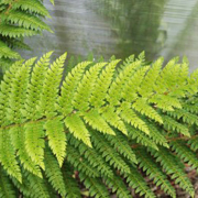 Hardy Fern Polystichum setiferum 'Dahlem'